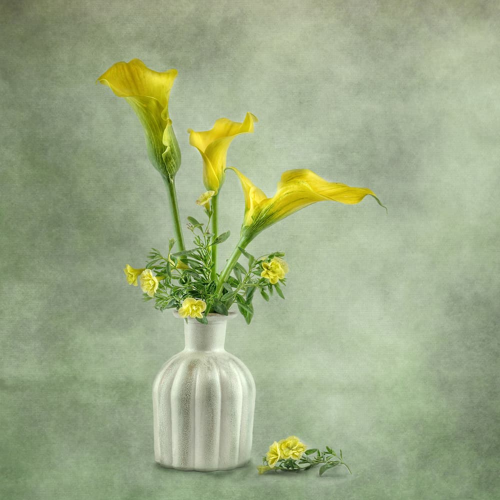Soft Yellow Calla Lilies by Gaille Gray — canvas wall art