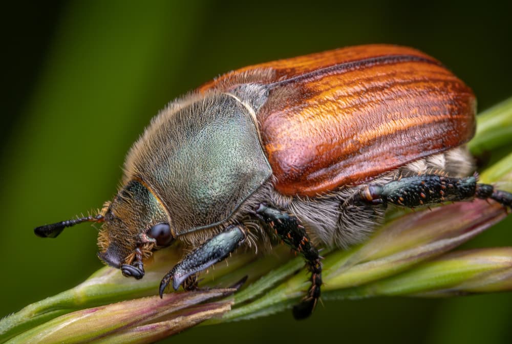 Detailed Green Beetle by Eduard Andrica — canvas wall art