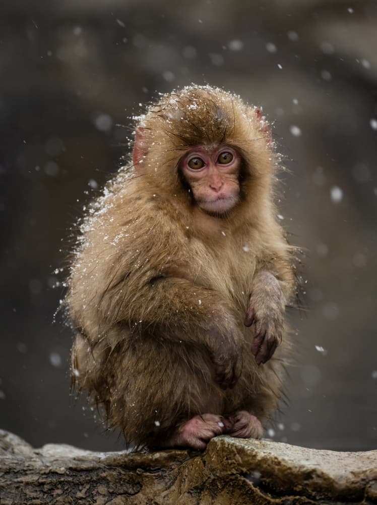 Baby Snow Monkey by Joanna W — canvas wall art