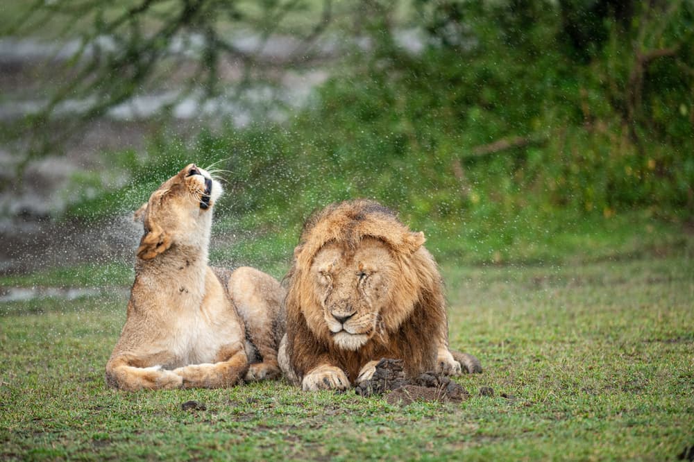 Shaking Lioness Resting Lion by Massimo Felici — canvas wall art