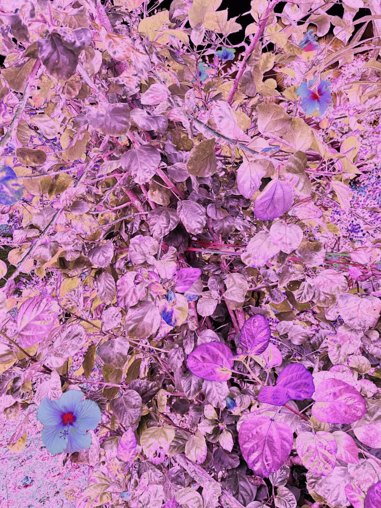 Magical Purple Blooms by Santhosh ch — canvas wall art