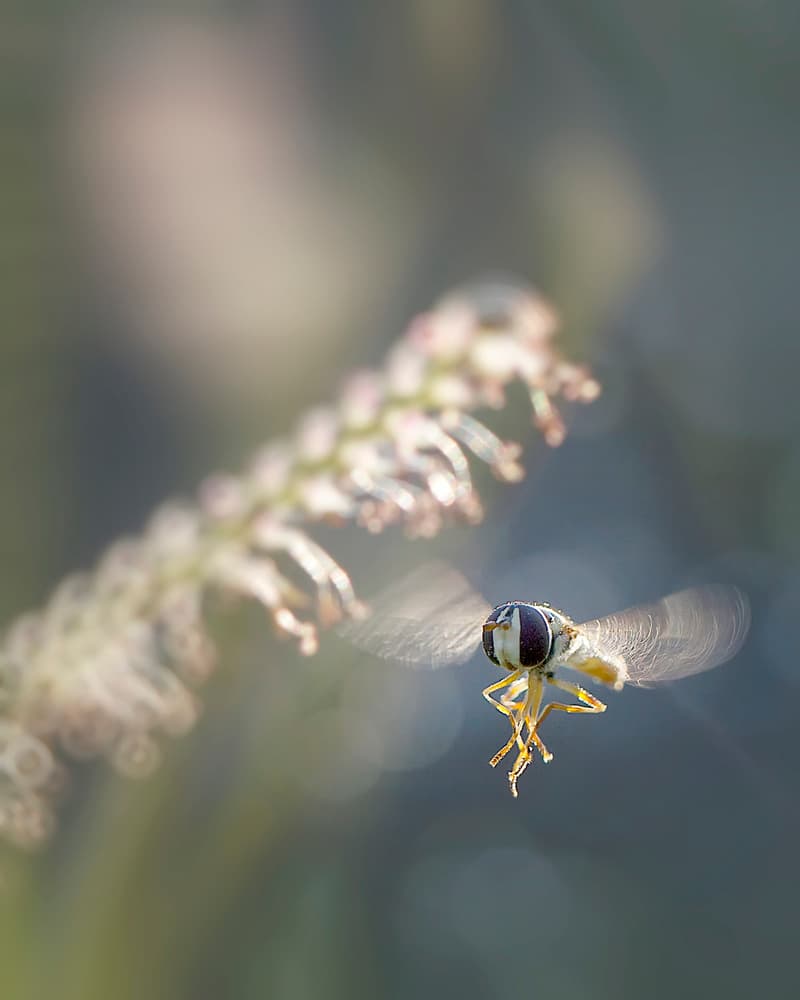 Golden Light Hoverfly by Fauzan Maududdin — canvas wall art