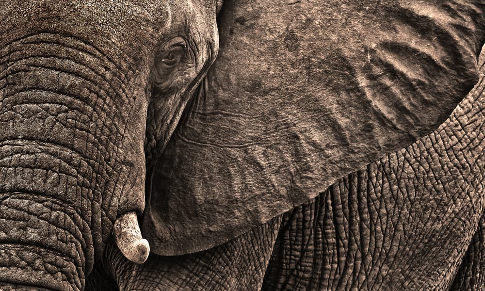 Gentle Giant Elephant by Lou Urlings — canvas wall art