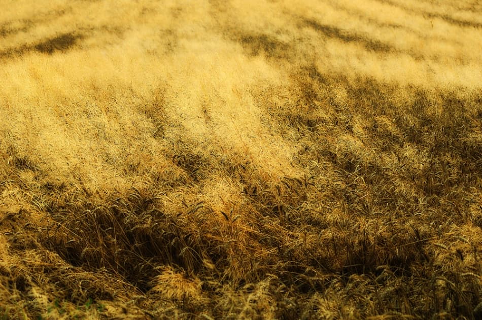 Golden Wheat Field by Jure Kravanja — canvas wall art