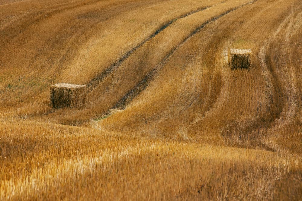 Golden Hay Bales by UU — canvas wall art