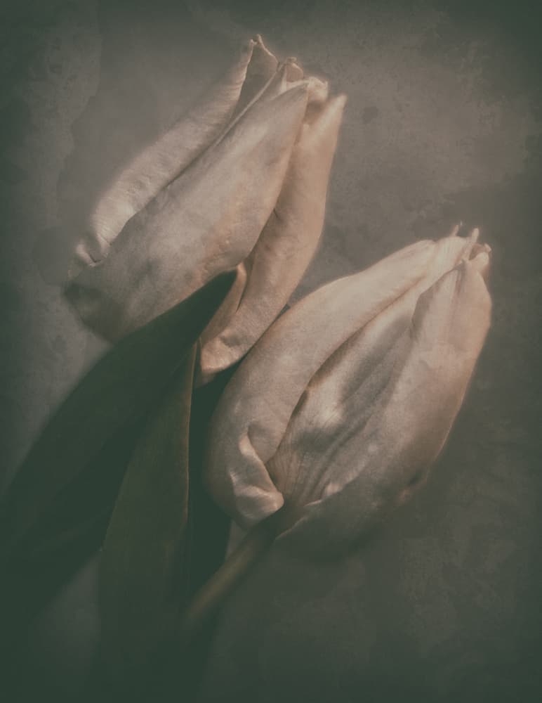 Ethereal Tulip Buds by Yvette Depaepe — canvas wall art