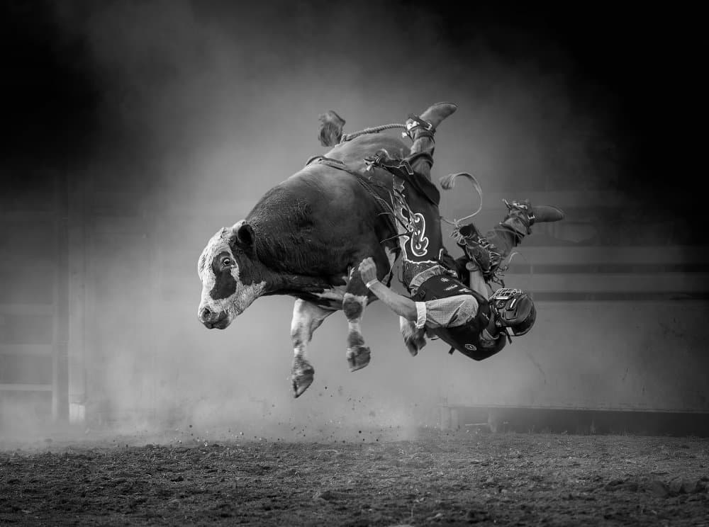 Rodeo Bull Ride by Frank Ma — canvas wall art