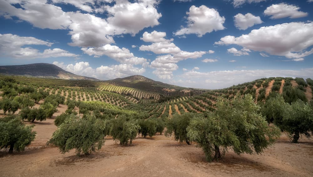Rolling Olive Groves by Carlos Cremades Pérez — canvas wall art