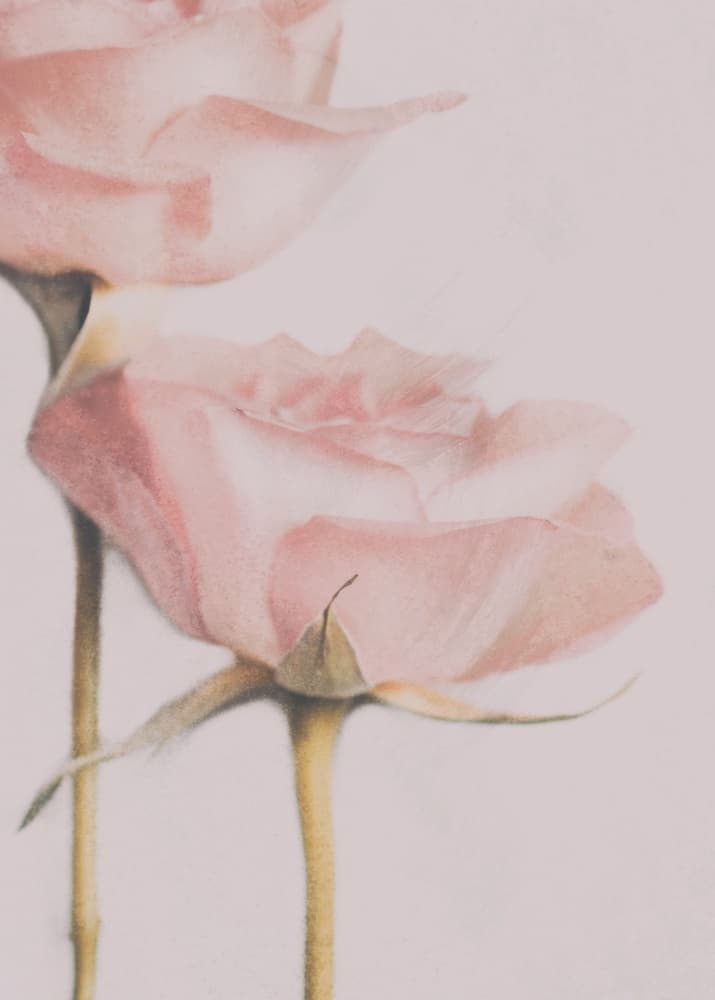 Soft Pink Roses by Delphine Devos — canvas wall art