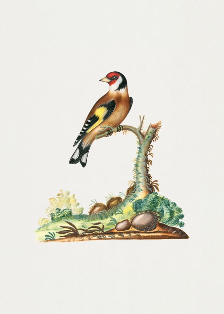 European Goldfinch by Pictufy — canvas wall art