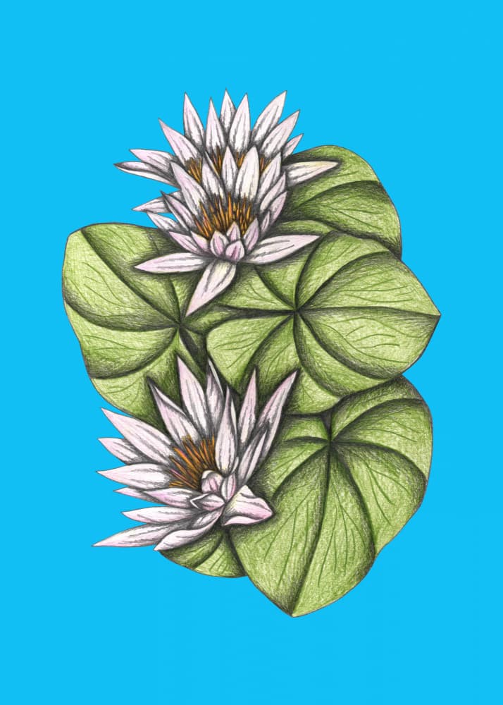 Delicate Water Lilies by Cecilia Battaini — canvas wall art