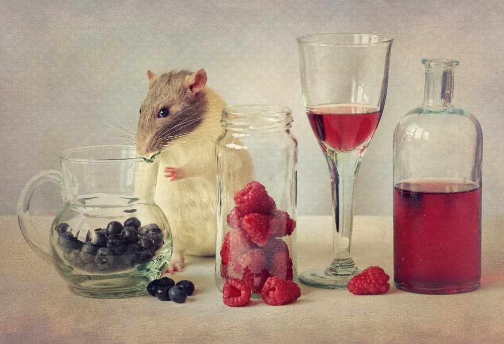 Snoozy loves to eat by Ellen van Deelen — canvas wall art