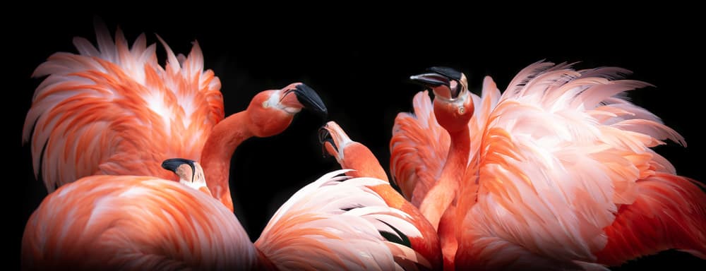 Flamingo Group Portrait by Jörg  Vollrath — canvas wall art