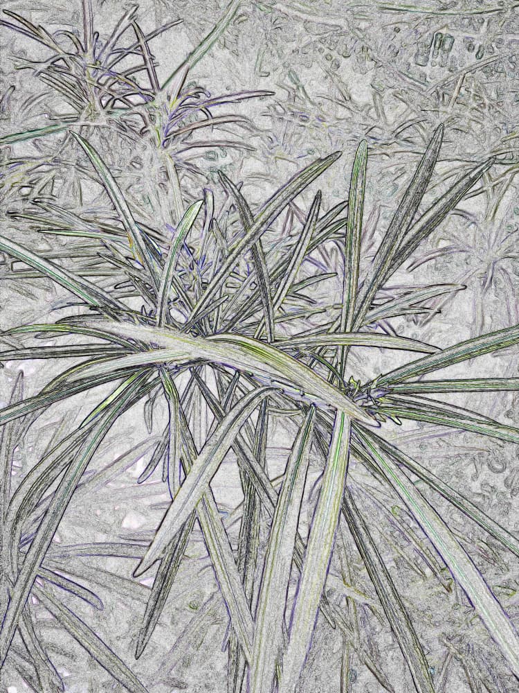 Vibrant Green Foliage by Santhosh ch — canvas wall art