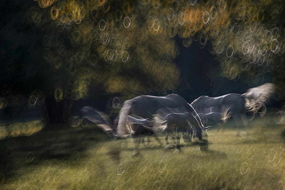 Dreamy Wildebeest Grazing by Milan Malovrh — canvas wall art