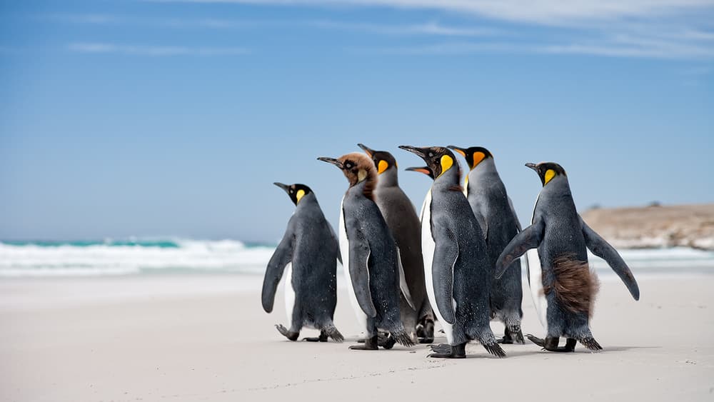 King Penguins Ocean Stroll by Joan Gil Raga — canvas wall art