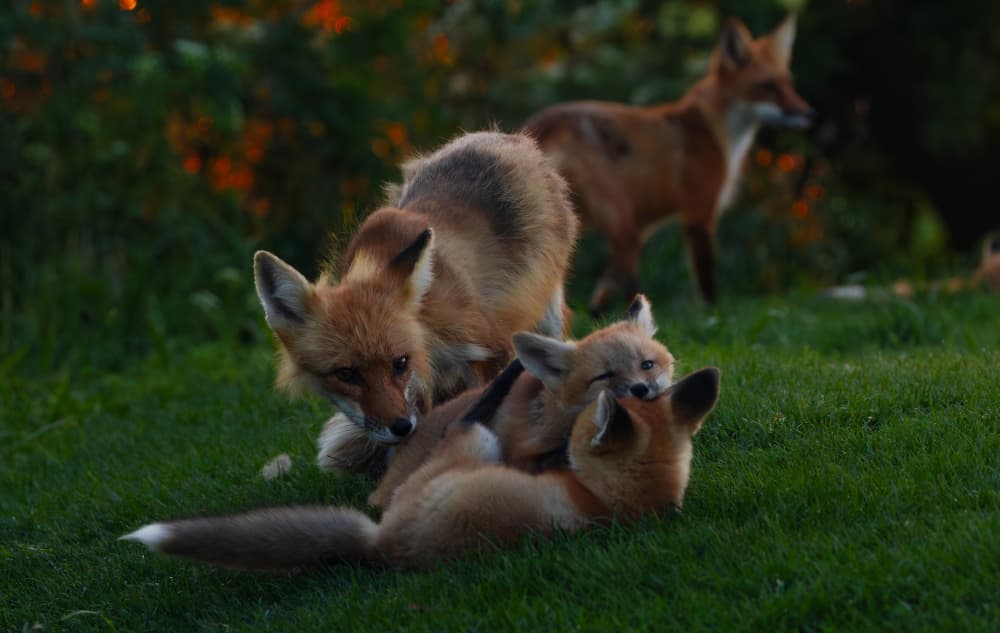 Playful Fox Family by Johnson Huang — canvas wall art