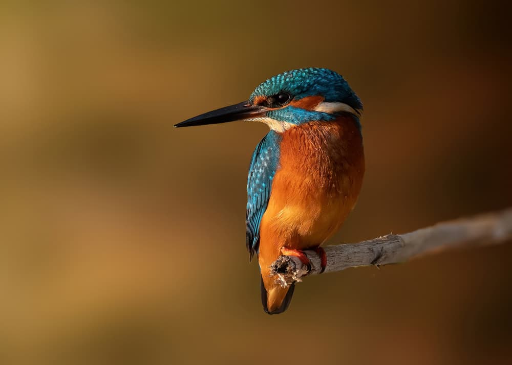Regal Kingfisher on Branch by Walter Caterina — canvas wall art