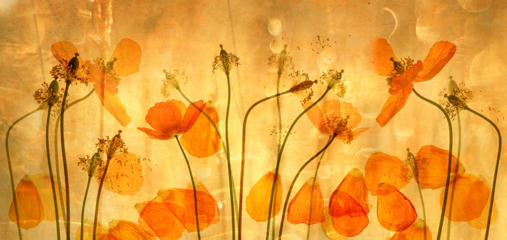 Ethereal Orange Poppies by Hilda van der Lee — canvas wall art