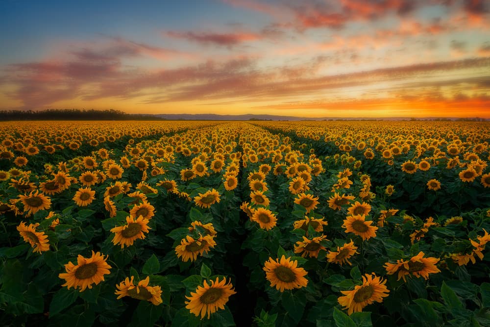 Sunflower Field Sunset by Johnny Zhang — canvas wall art