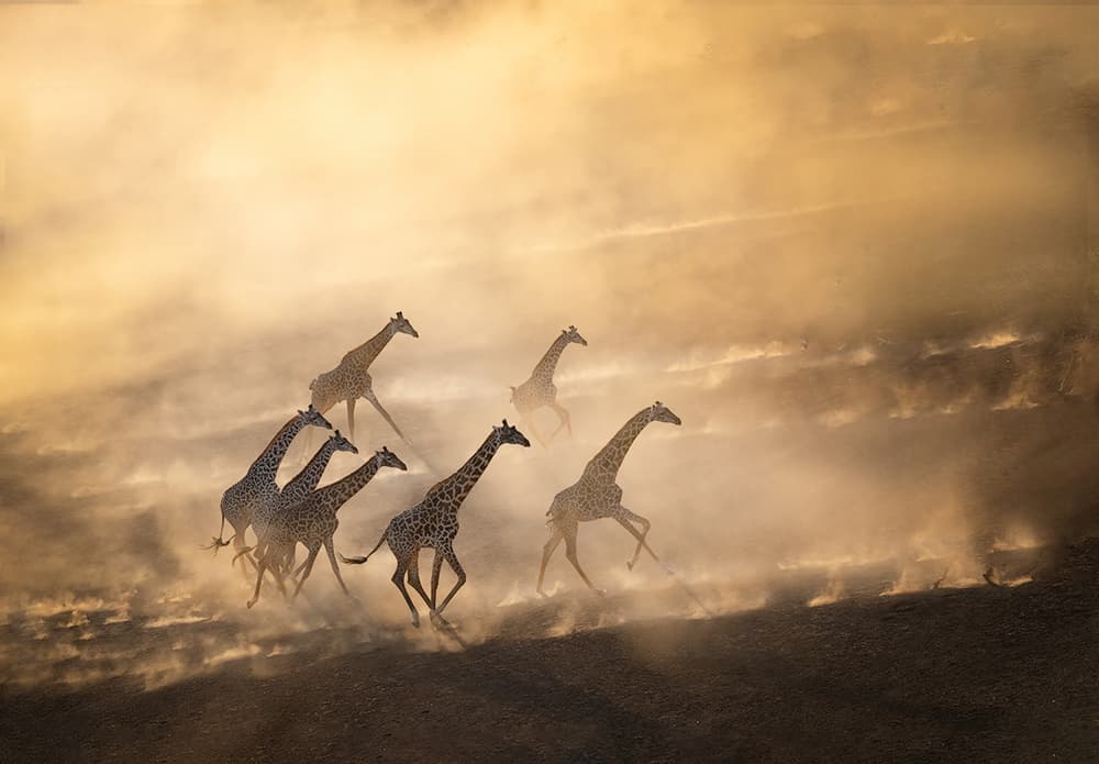Golden Dust Giraffes by Yun Thwaits — canvas wall art