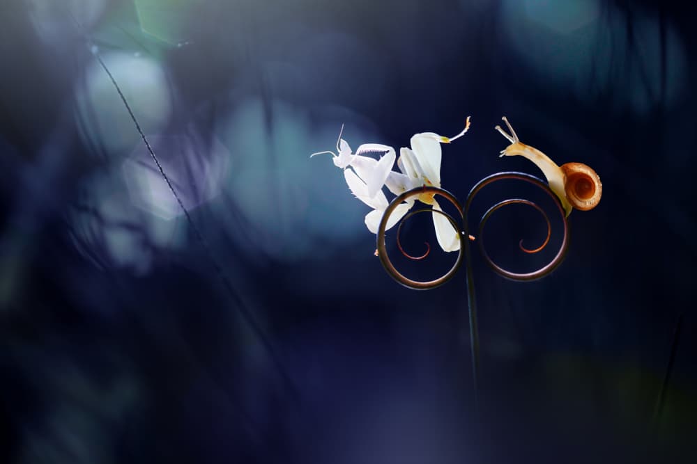 Mantis Snail Bicycle Ride by Andri Priyadi — canvas wall art