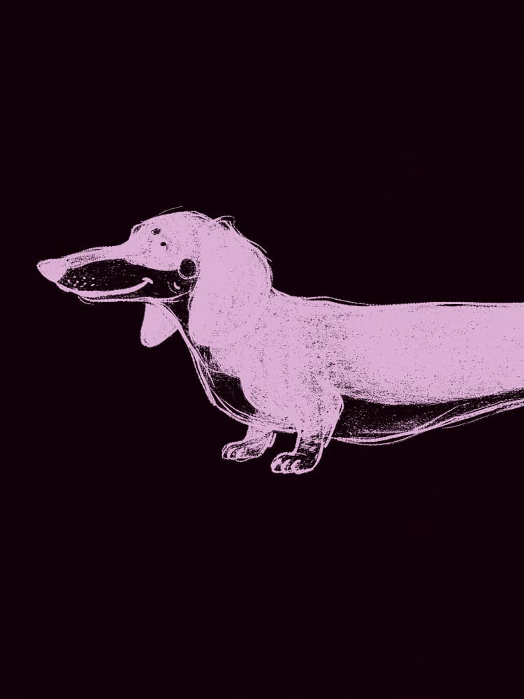 Pink Dachshund Profile by Andreas Magnusson — canvas wall art