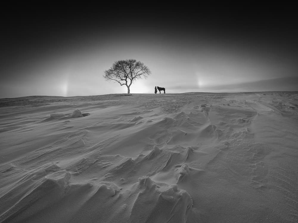 Winter Horse and Tree by Bingo Z — canvas wall art