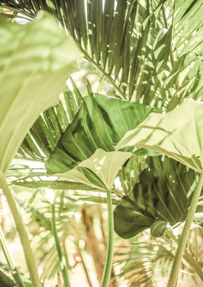 Sunlit Jungle Greens by Shot by Clint — canvas wall art