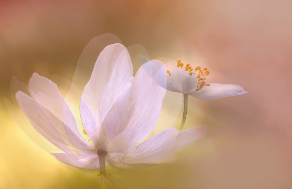 Soft Floral Dance by Ylva Sjögren — canvas wall art