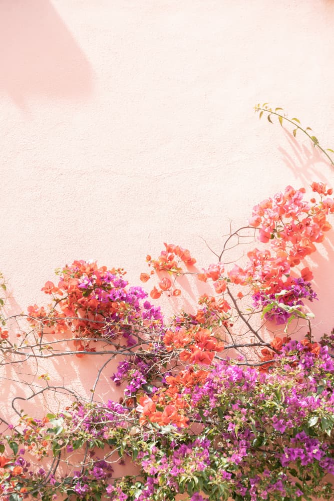Vibrant Bougainvillea Wall by Henrike Schenk — canvas wall art