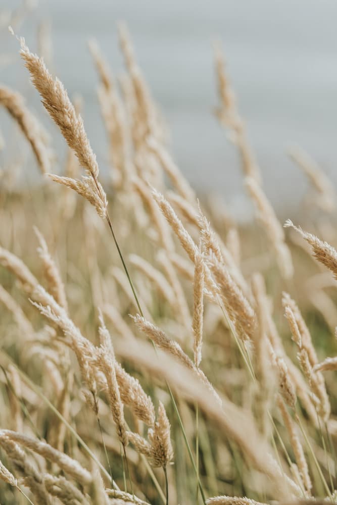 Golden Reeds Swaying by Claudia Casal — canvas wall art