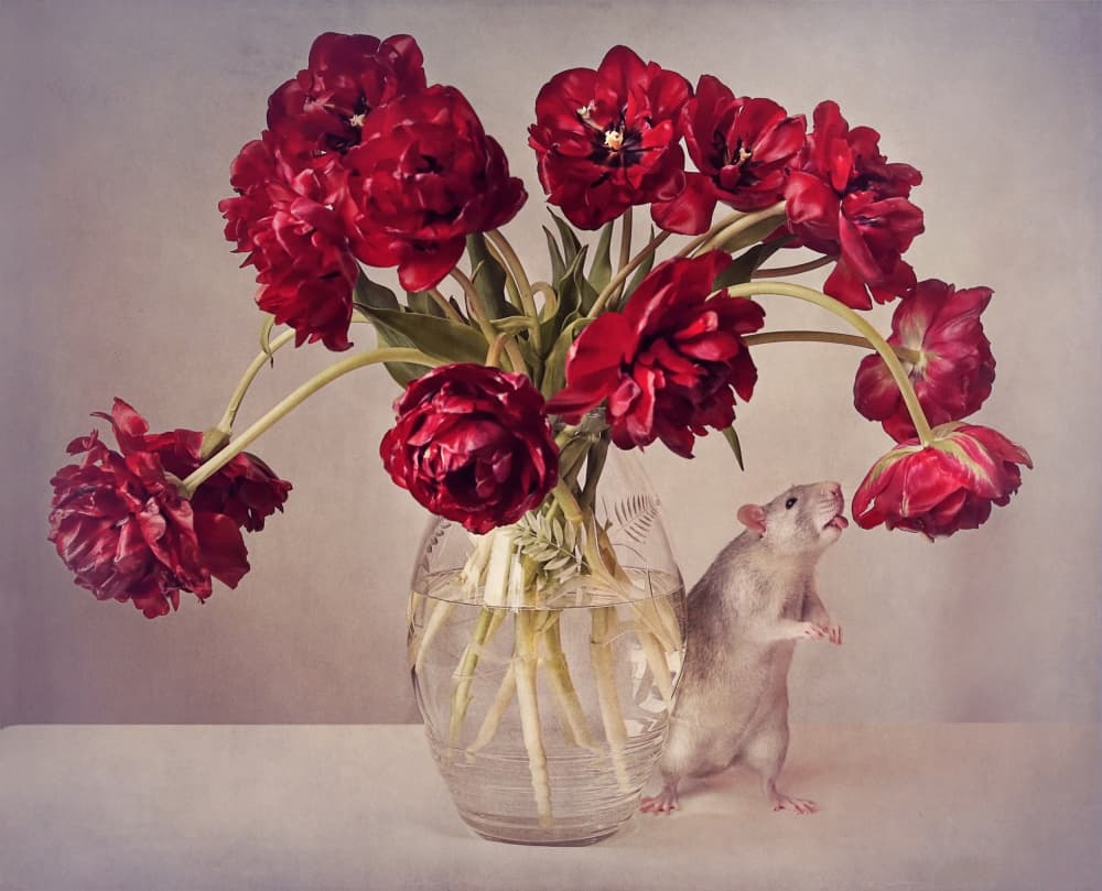 Still life with tulips :) (Expensive vase.....uploaded for the weekly theme "Expensive" by Ellen van Deelen — canvas wall art