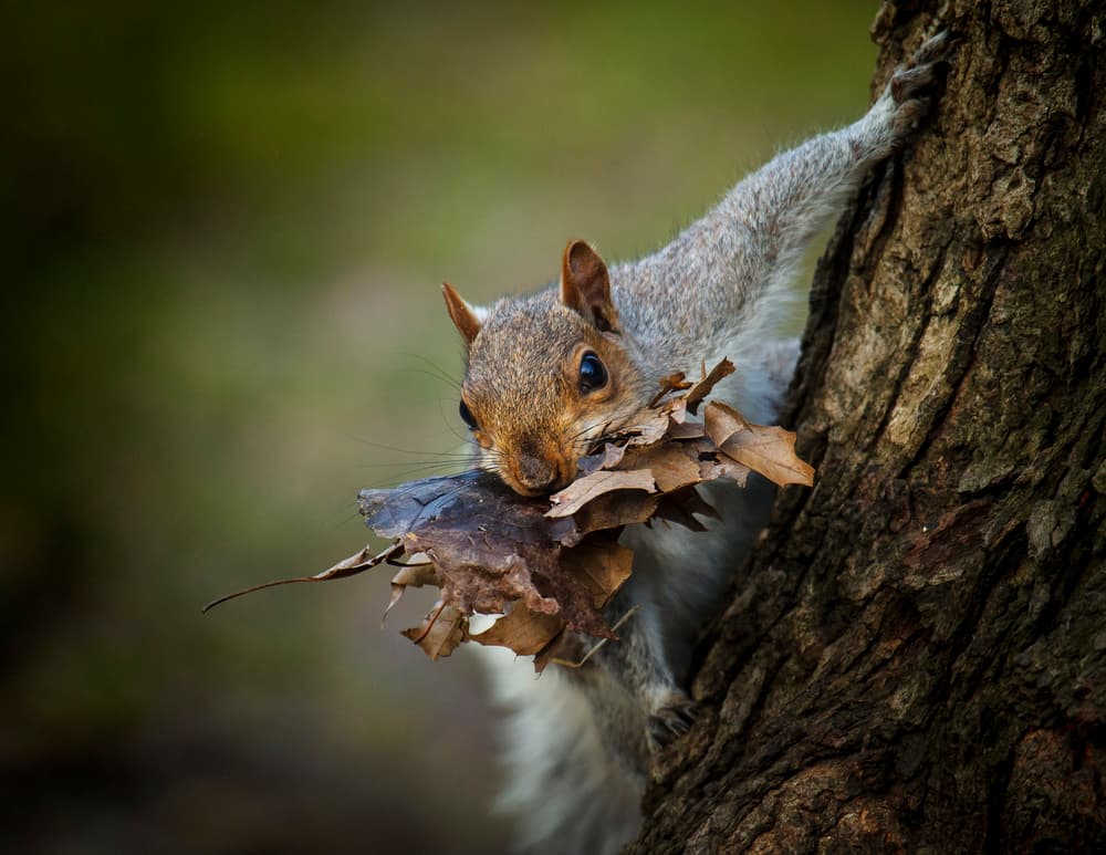 Busy Squirrel Gathers Leaves by Michael Castellano — canvas wall art