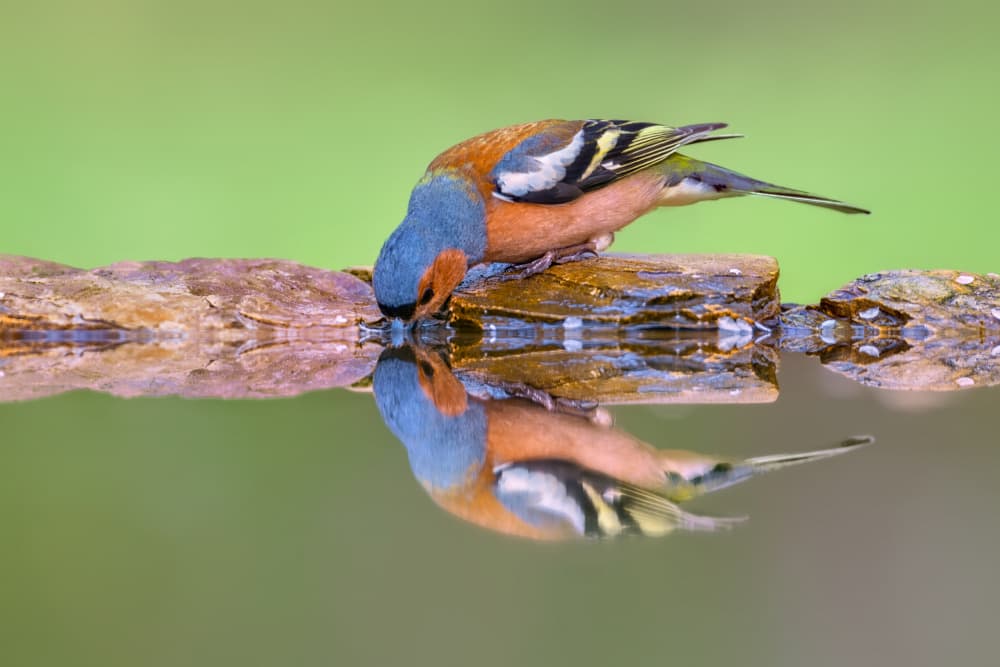 Chaffinch Water Reflection by Jun Zuo — canvas wall art