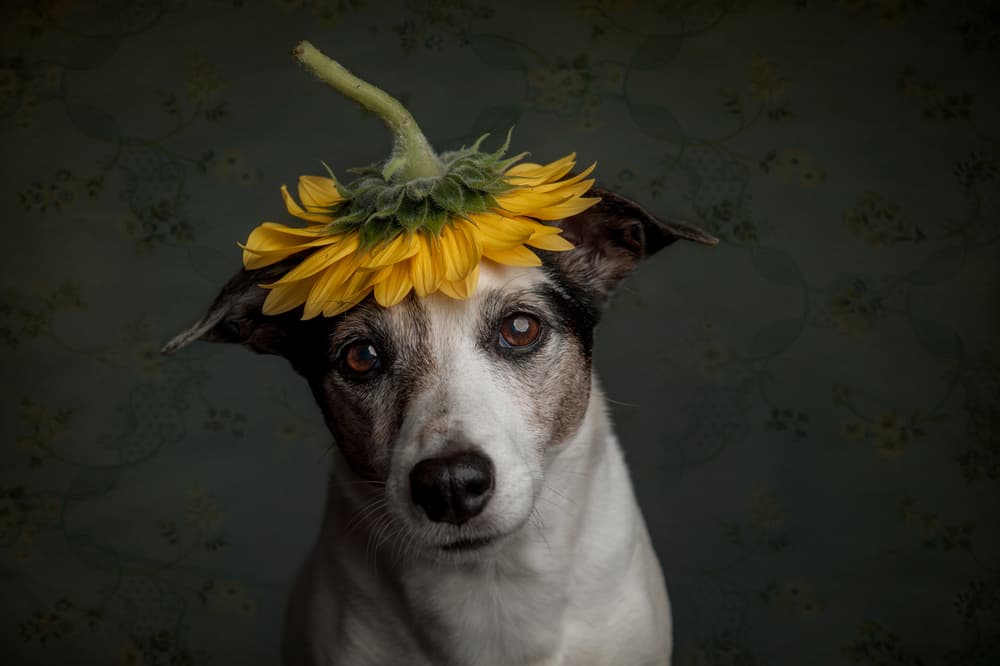 Whimsical Sunflower Dog by Heike Willers — canvas wall art
