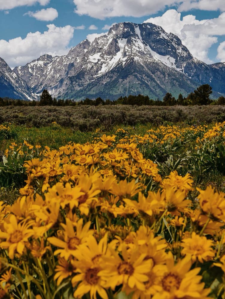 Mountain Wildflower Field by Del Mundo Imagery — canvas wall art