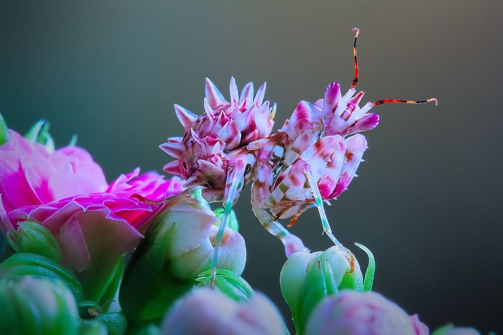 Pink Orchid Mantis by Jimmy Hoffman — canvas wall art