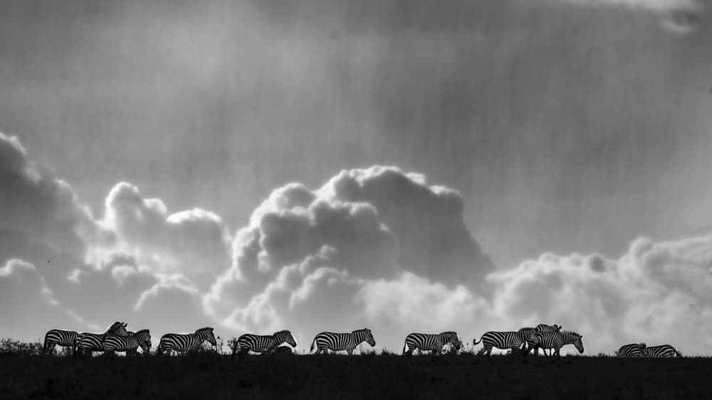 Walking Zebras Dramatic Sky by Saurabh Dhanorkar — canvas wall art
