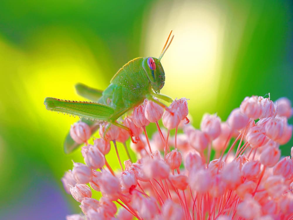 Green Grasshopper on Flowers by Thierry Dufour — canvas wall art