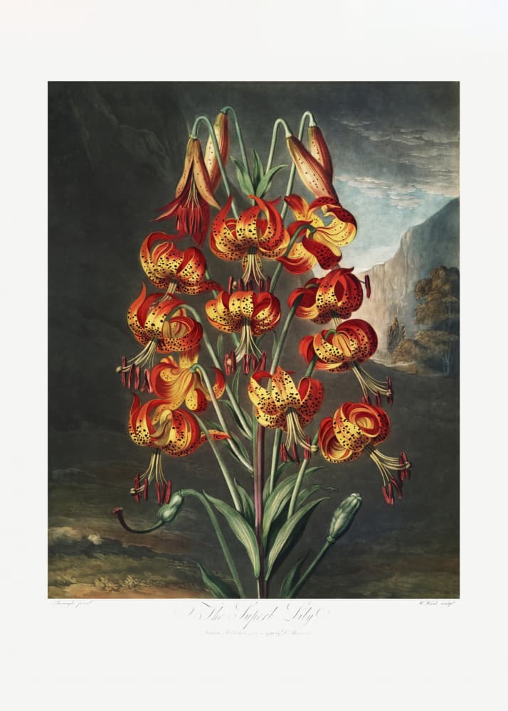The Superb Lily from The Temple of Flora (1807) by Robert John Thornton — canvas wall art
