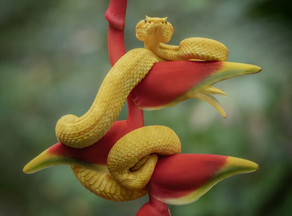 Yellow Viper On Flower by Renee Doyle — canvas wall art