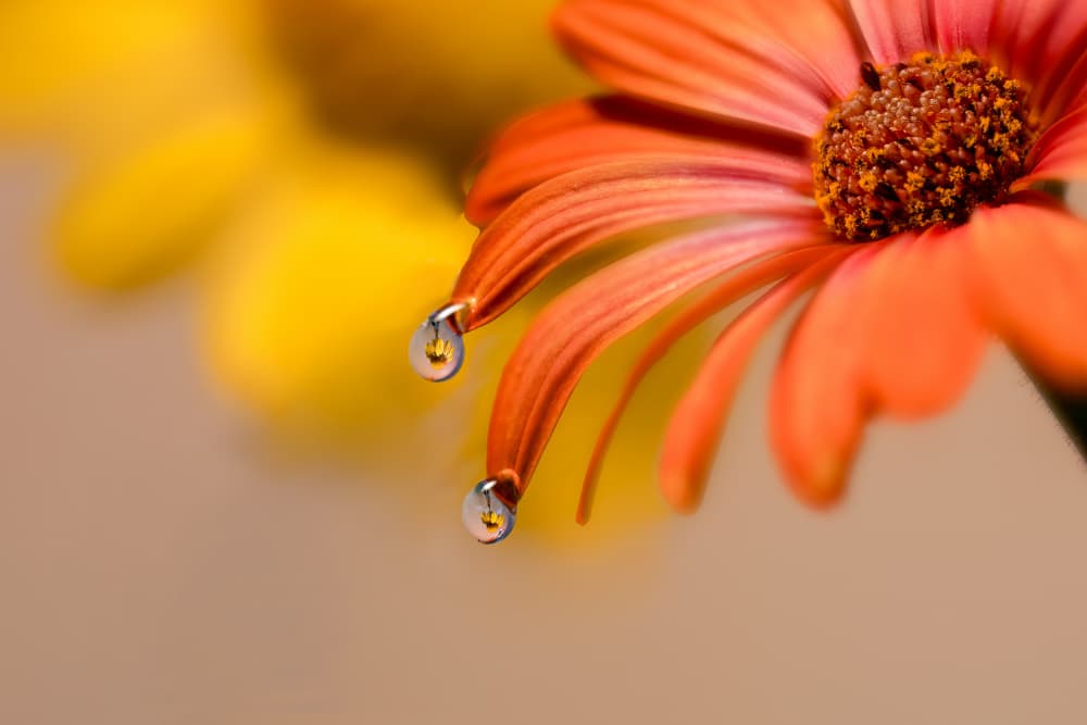 Vibrant Flower Droplets by Chuan Chen APA — canvas wall art