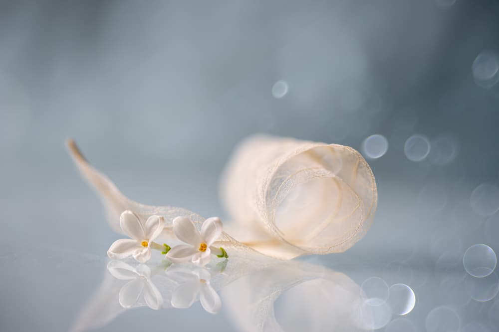 Delicate White Blossoms by Igor Kopcev — canvas wall art
