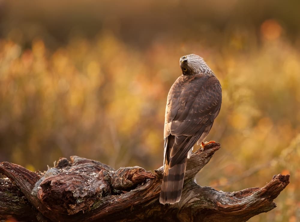 Watchful Forest Hawk by Svein Ove Linde — canvas wall art