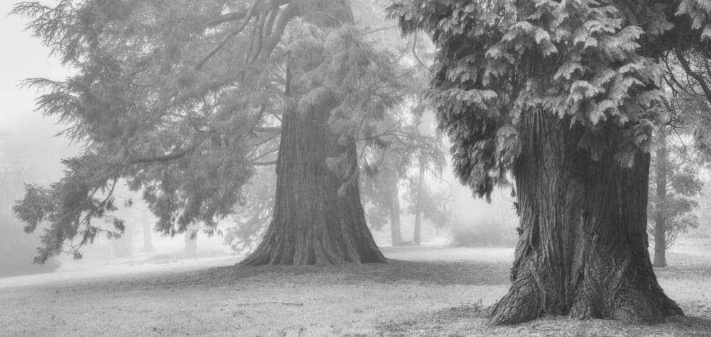 Misty Forest Giants by Ellen Borggreve — canvas wall art