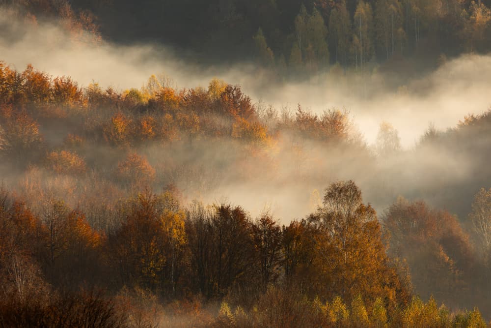 Misty Autumn Forest by Robert Istodor-Iocsa — canvas wall art
