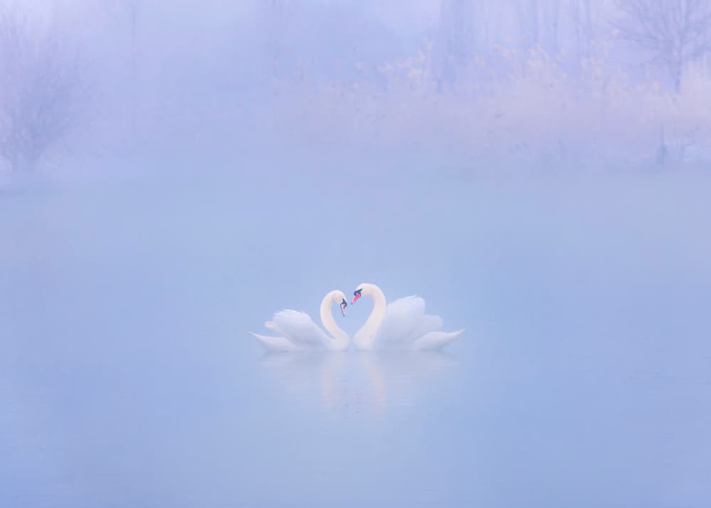 Love Swans In Mist by Annie Poreider — canvas wall art