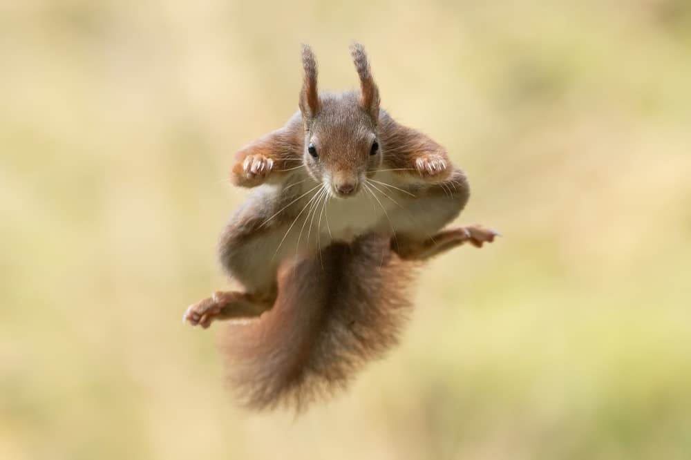 Red Squirrel Mid-Air by Bart Michiels — canvas wall art