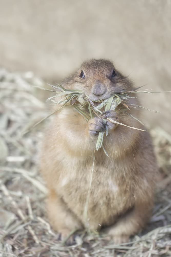Cute Prairie Dog Snack by Jealousy — canvas wall art